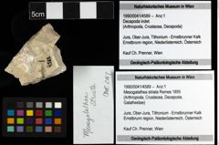 Foto (Objekt + Etiketten) von Mesogalathea striata (Remes 1895) 